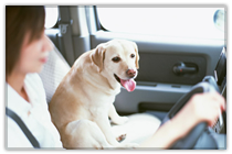 �f�M�t�B�����̉��K��