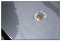 �ӊO�Ȃ��̂��L�Y�̌����ƂȂ�܂�